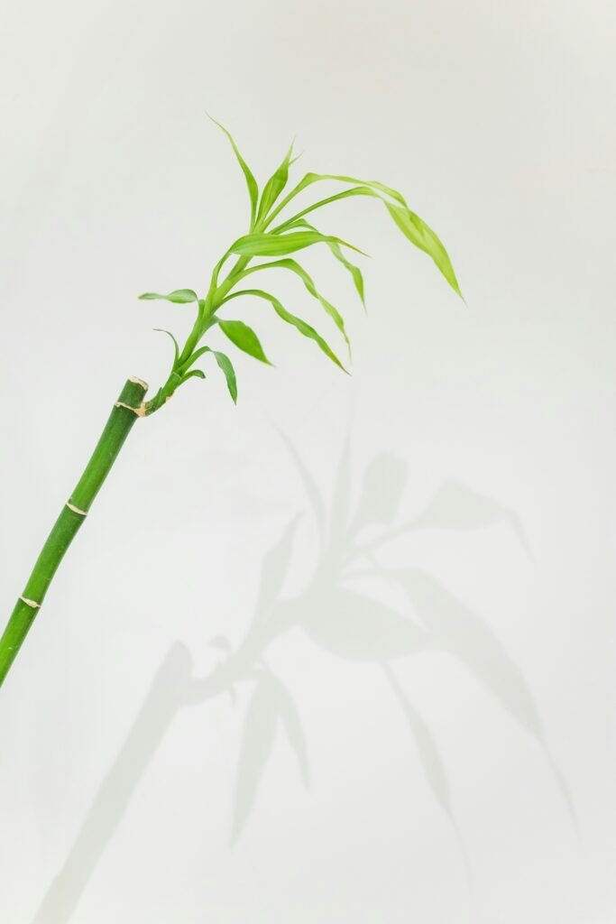 EcoFreshly