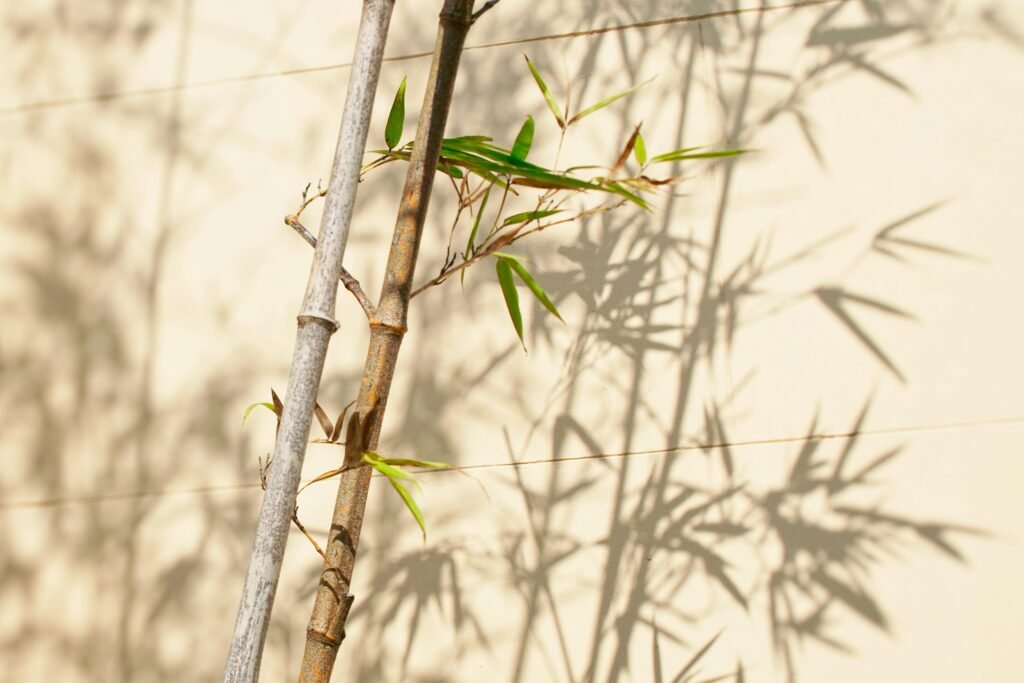 EcoFreshly